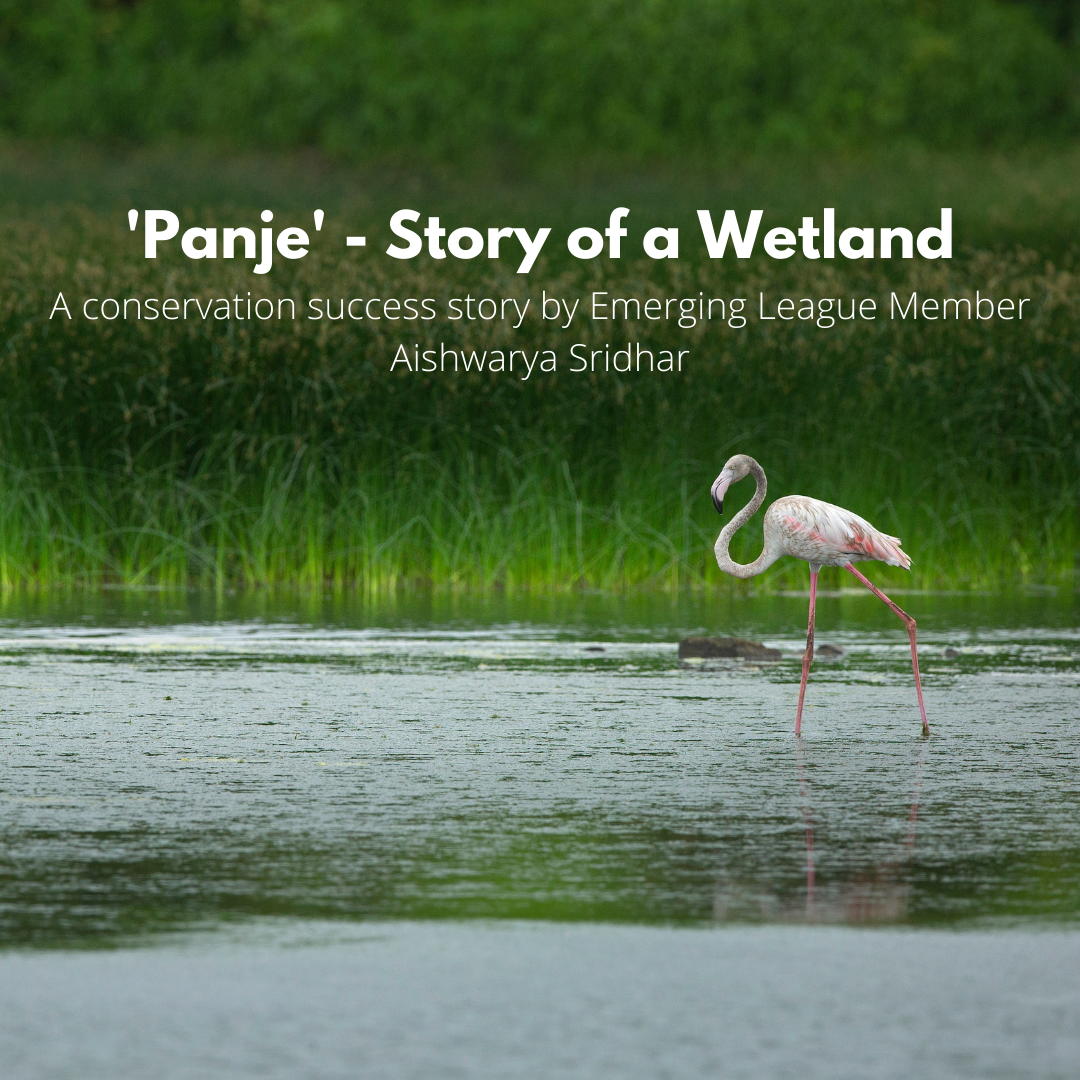 Art and Documentary Photography - Loading Panje_-_Story_of_a_Wetland.png