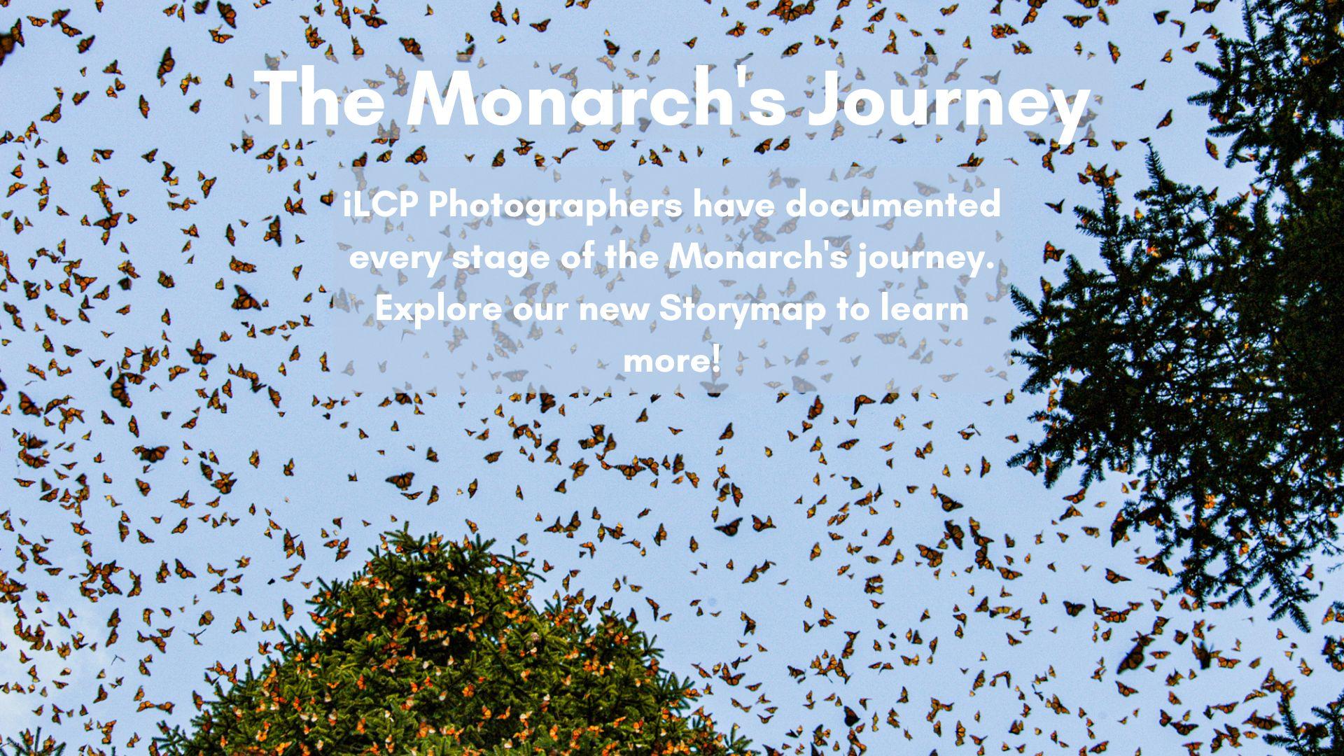 Art and Documentary Photography - Loading The_Monarch_s_Journey.jpg