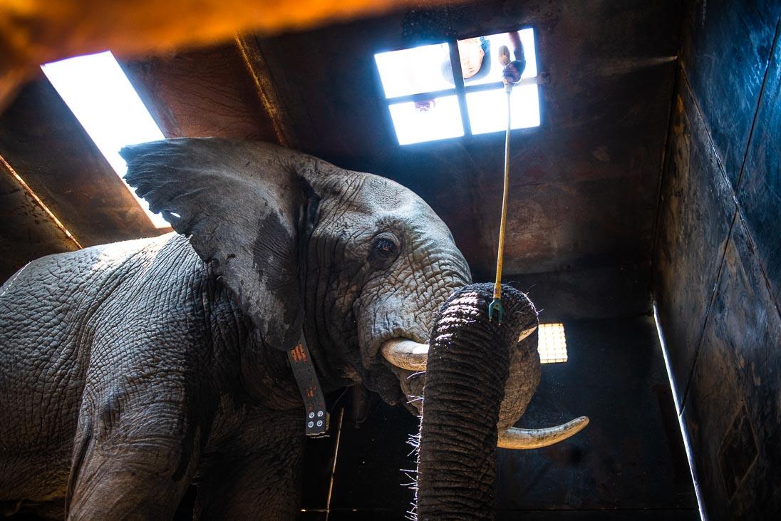 Image - 001_African_Elephant_Capture___PeterChadwick_AfricanConservationPhotographer.jpg