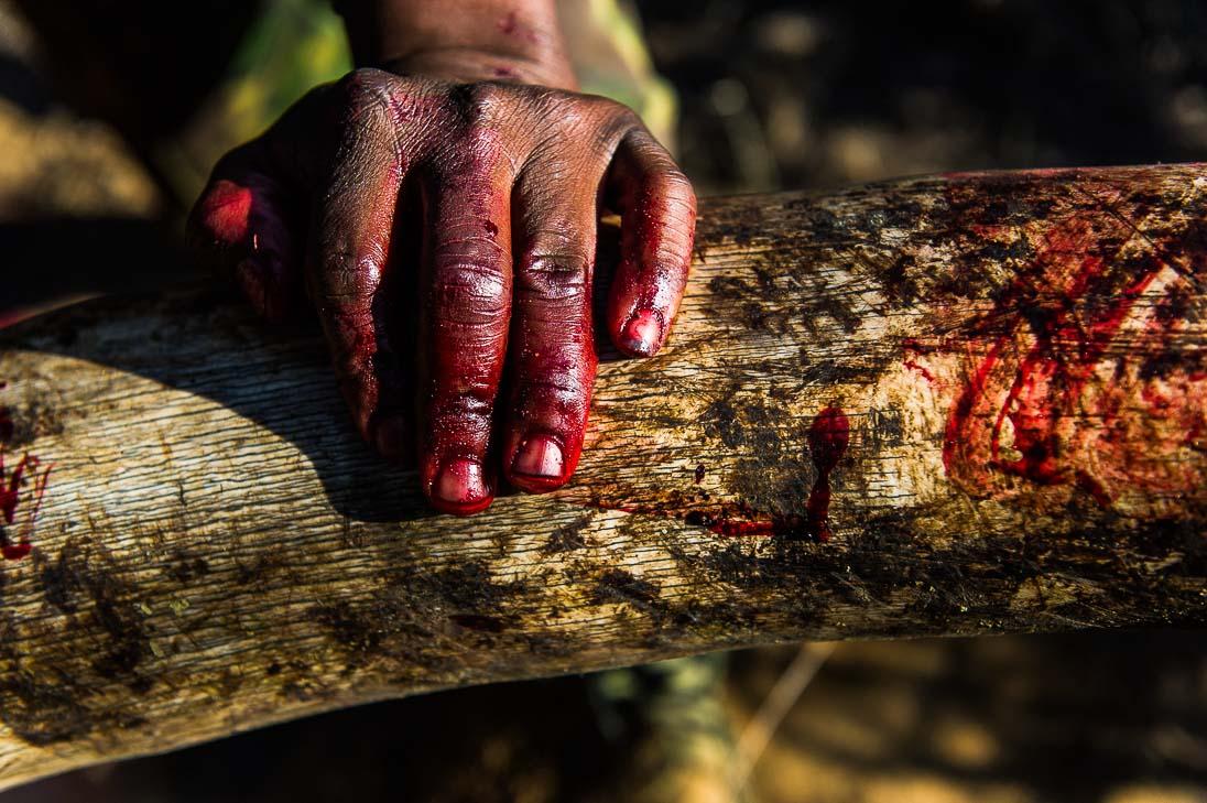 Image - 004_Blood_IVory___PeterChadwick_AfricanConservationPhotographer.jpg