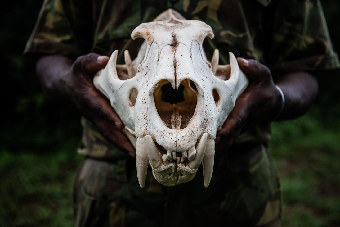 Image - 005_Lion_Skull___PeterChadwick_AfricanConservationPhotographer.jpg