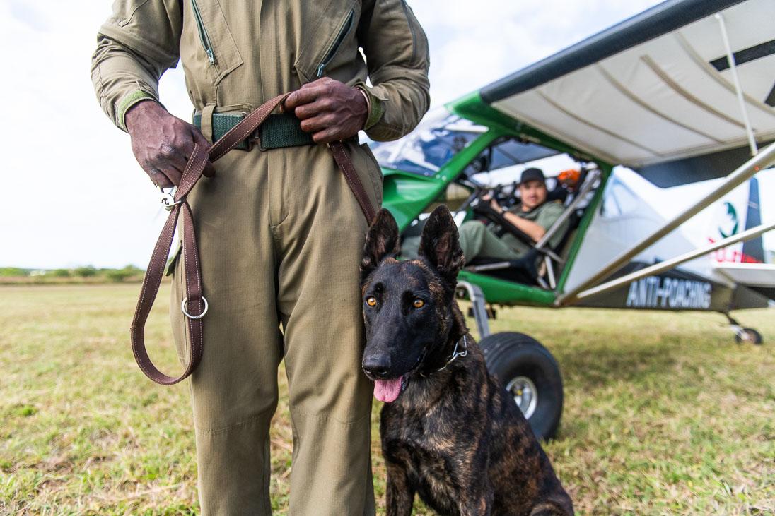 Image - 009_Anti-poaching_Dog_and_Aerial_Support____PeterChadwick_AfricanConservationPhotographer.jpg