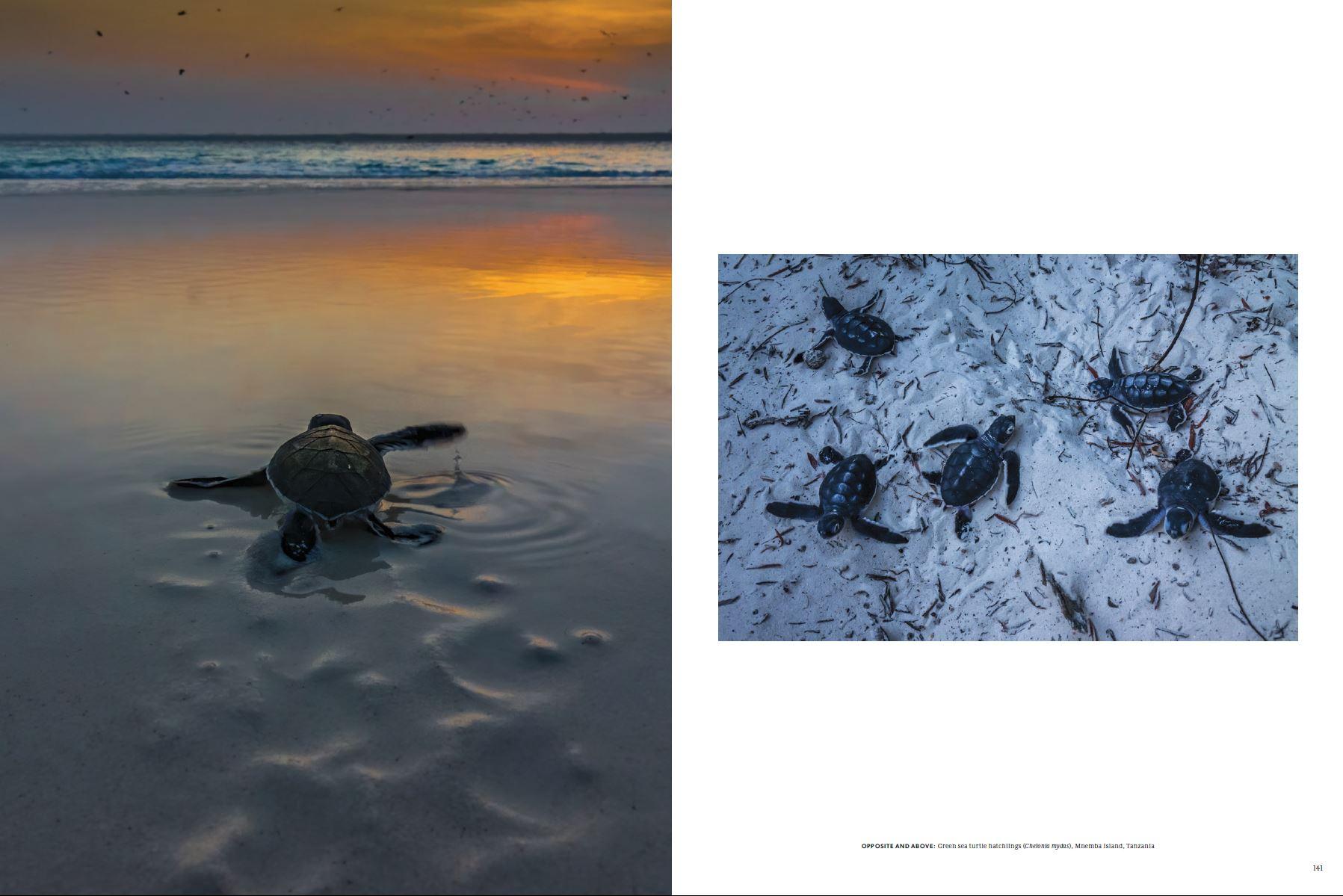 Art and Documentary Photography - Loading NOE_turtles.JPG
