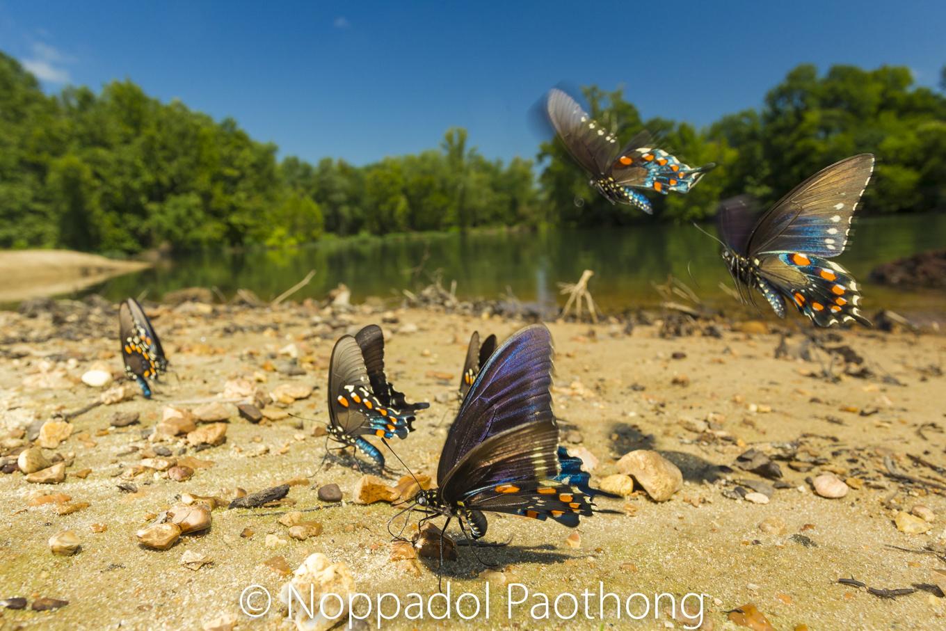 Image - Pipevine_Swallowtail_0098.jpg