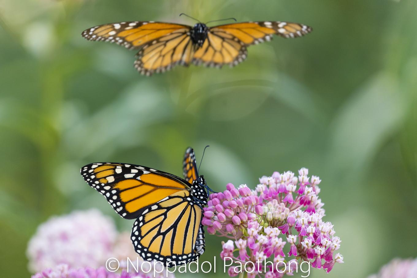 Image - Monarch_Butterfly_2268.jpg