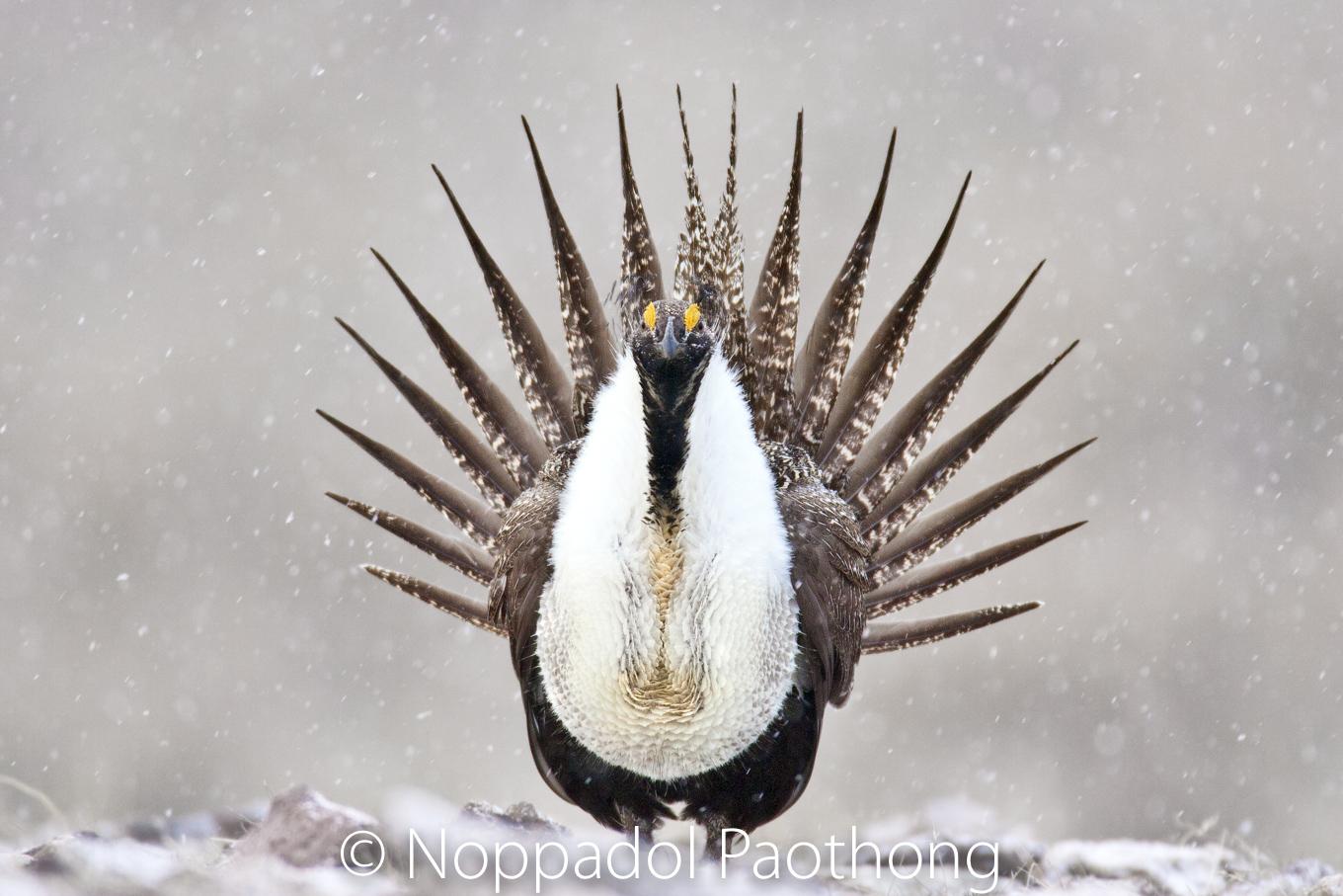 Image - Greater_Sage_Grouse_0621FINAL.jpg