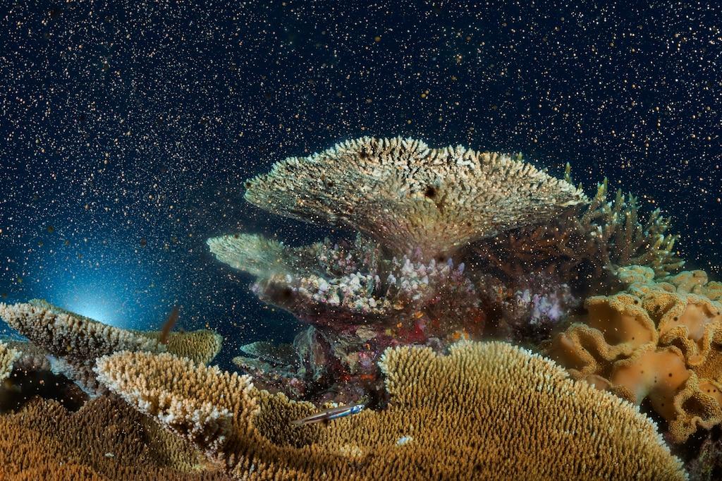 Art and Documentary Photography - Loading NGM_Coral_Time_Lapse-5.jpeg